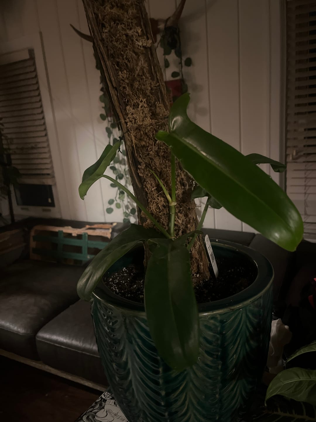 Customer photo review of Philodendron 'Jerry Horne'