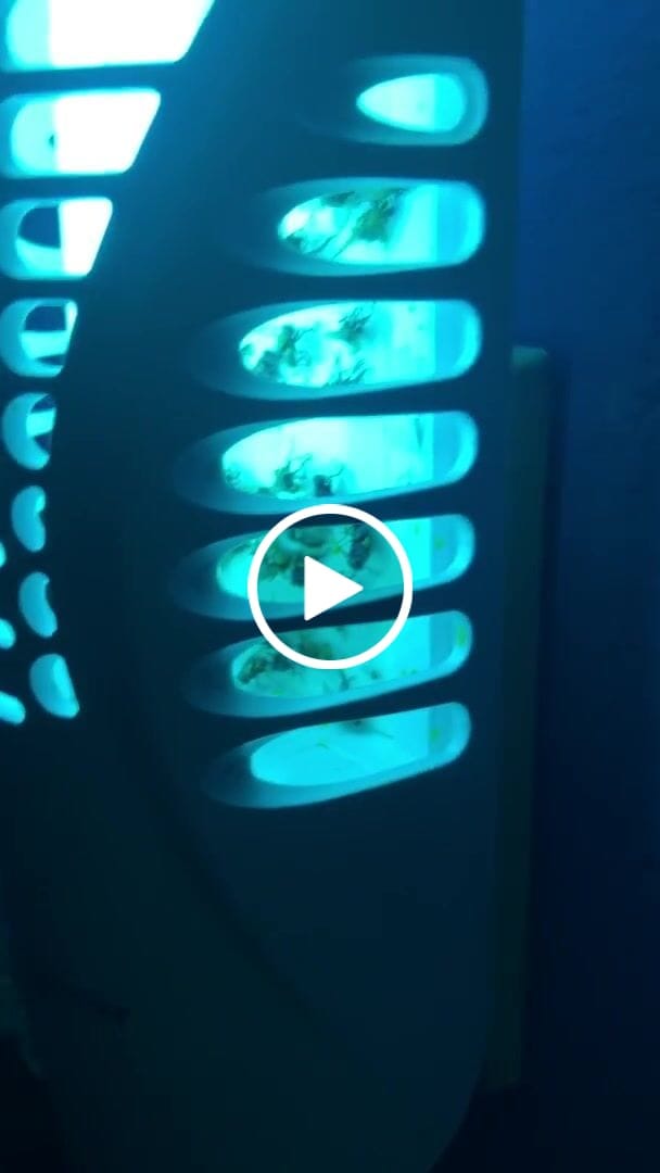 Customer video review of Shieldeck® BuzzTrap - Plug-In Indoor Fruit Fly Smart UV Trap