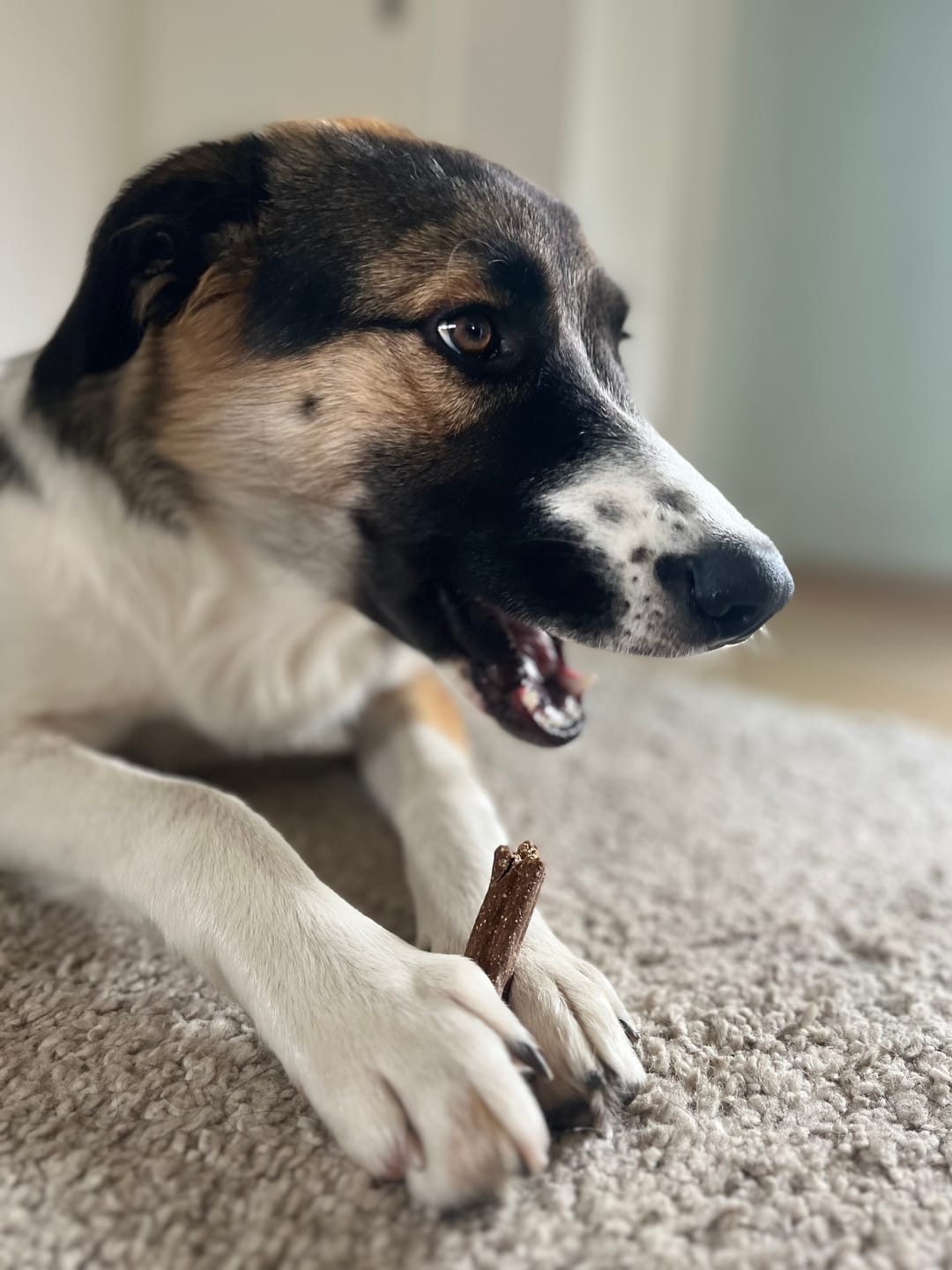 Customer photo review of Kräuter Dentals für Hunde zur Zahn- und Darmpflege (150g)