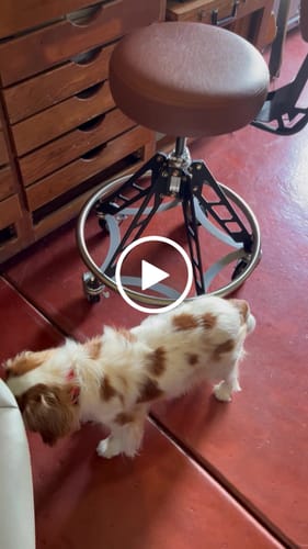 Customer video review of ELEVATED STEEL MAX