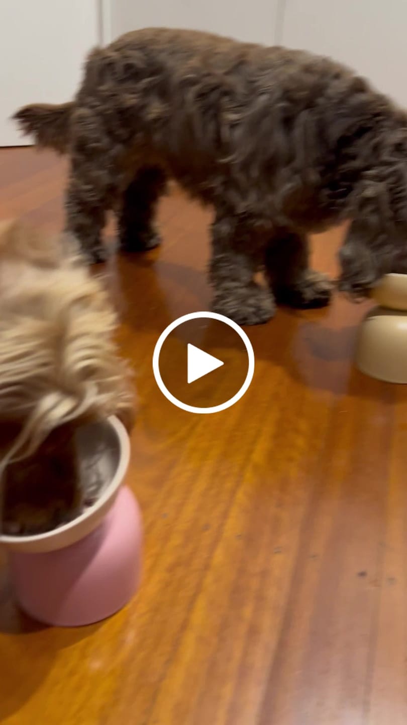 Customer video review of Makesure Sugar Bean Ceramic Double Pet Bowls For Cat and Small Dogs