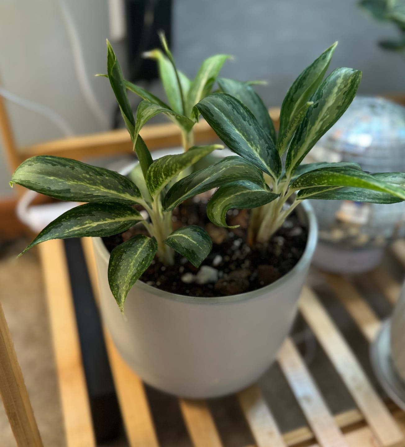 Customer photo review of Aglaonema 'White Rain'