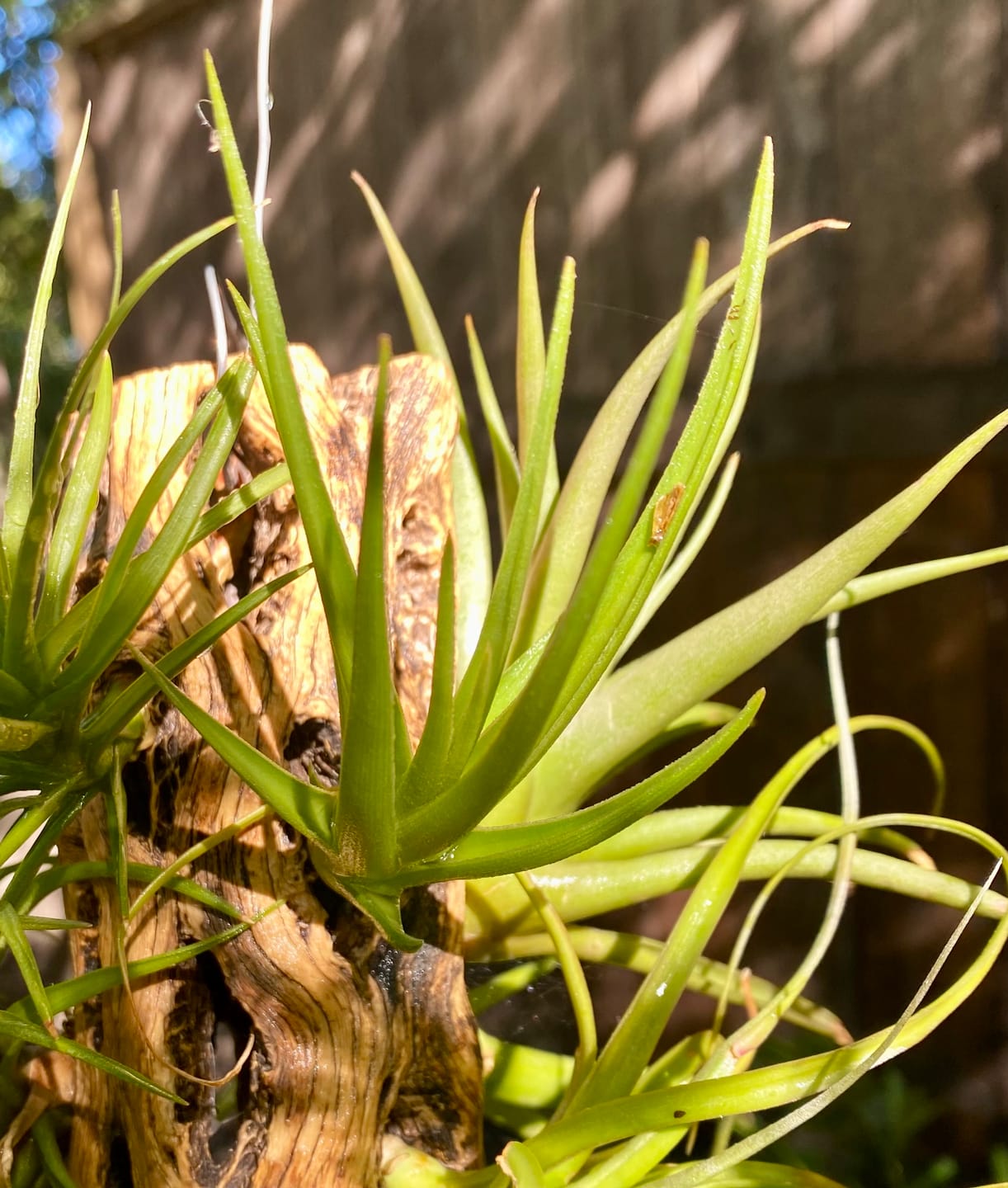 Customer photo review of Bermejoensis  (BEAUTIFUL Flower When In Bloom)