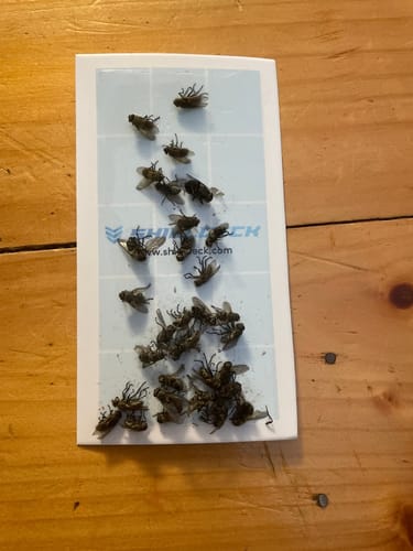 Customer photo review of Shieldeck® BuzzTrap - Plug-In Indoor Fruit Fly Smart UV Trap