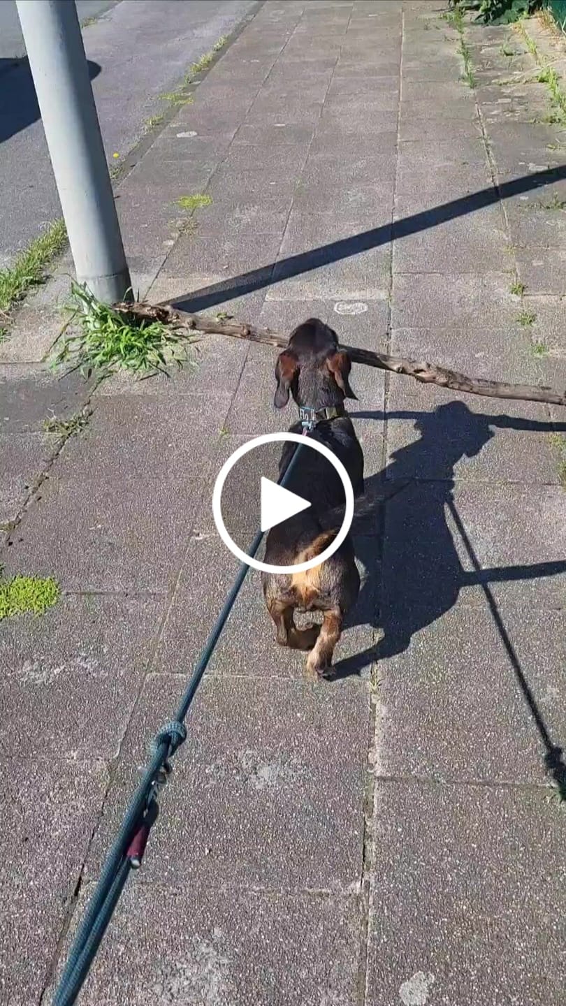 Customer video review of Wurmtest Basic Hund