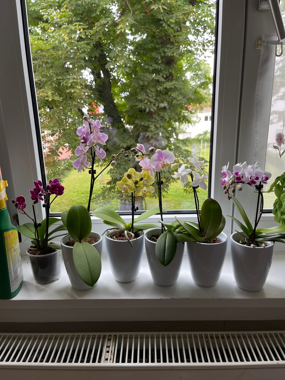 Customer photo review of Table Dance Orchideen Farbmix mit 1 Stielen im 6er Set mit Keramik