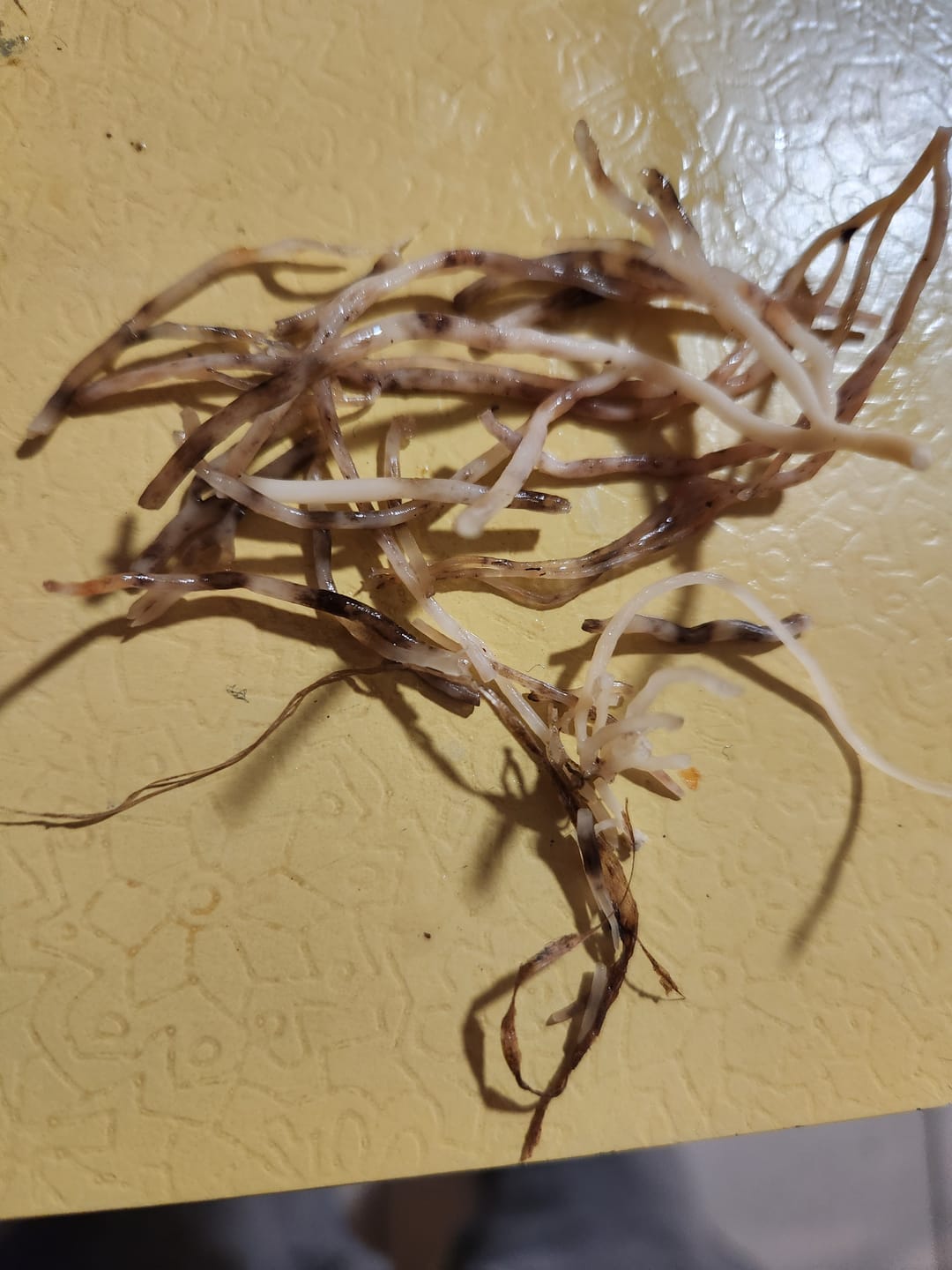 Customer photo review of RAW SEA MOSS