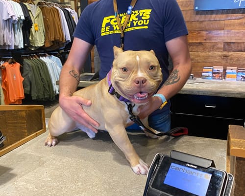 Customer photo review of Purple Bully Proof Collar