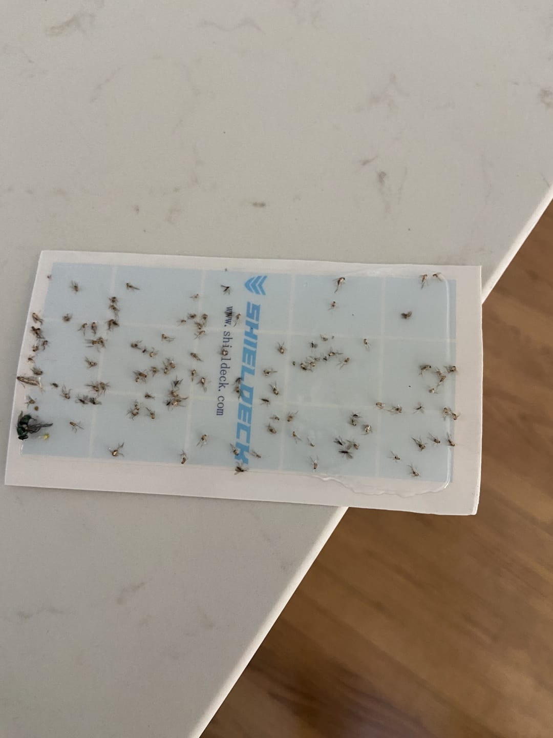 Customer photo review of Shieldeck® BuzzTrap - Smart Indoor Bug Zapper