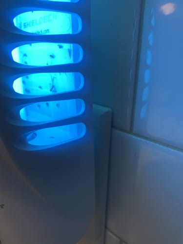 Customer photo review of Shieldeck® BuzzTrap - Ultimate Indoor Mosquito Smart UV Trap