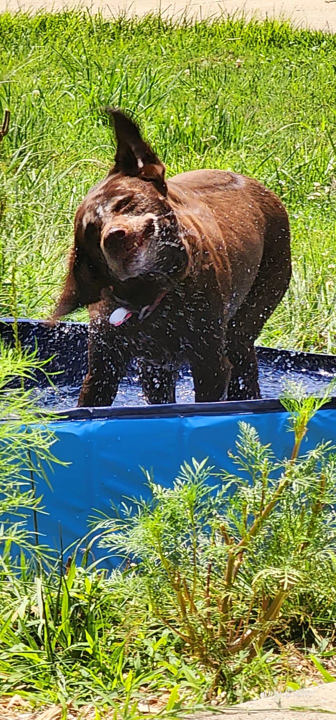 Customer photo review of NEW Pop-Up Foldable Outdoor Dog Bath & Swimming Pool With Side Drain (+FREE POOL COVER!)