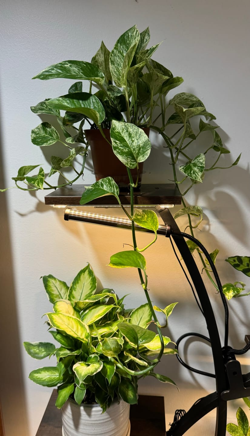Customer photo review of Pothos Epipremnum aureum 'Marble Queen'