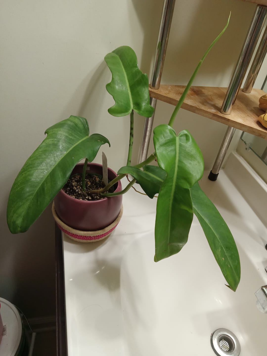 Customer photo review of Philodendron 'Jerry Horne'