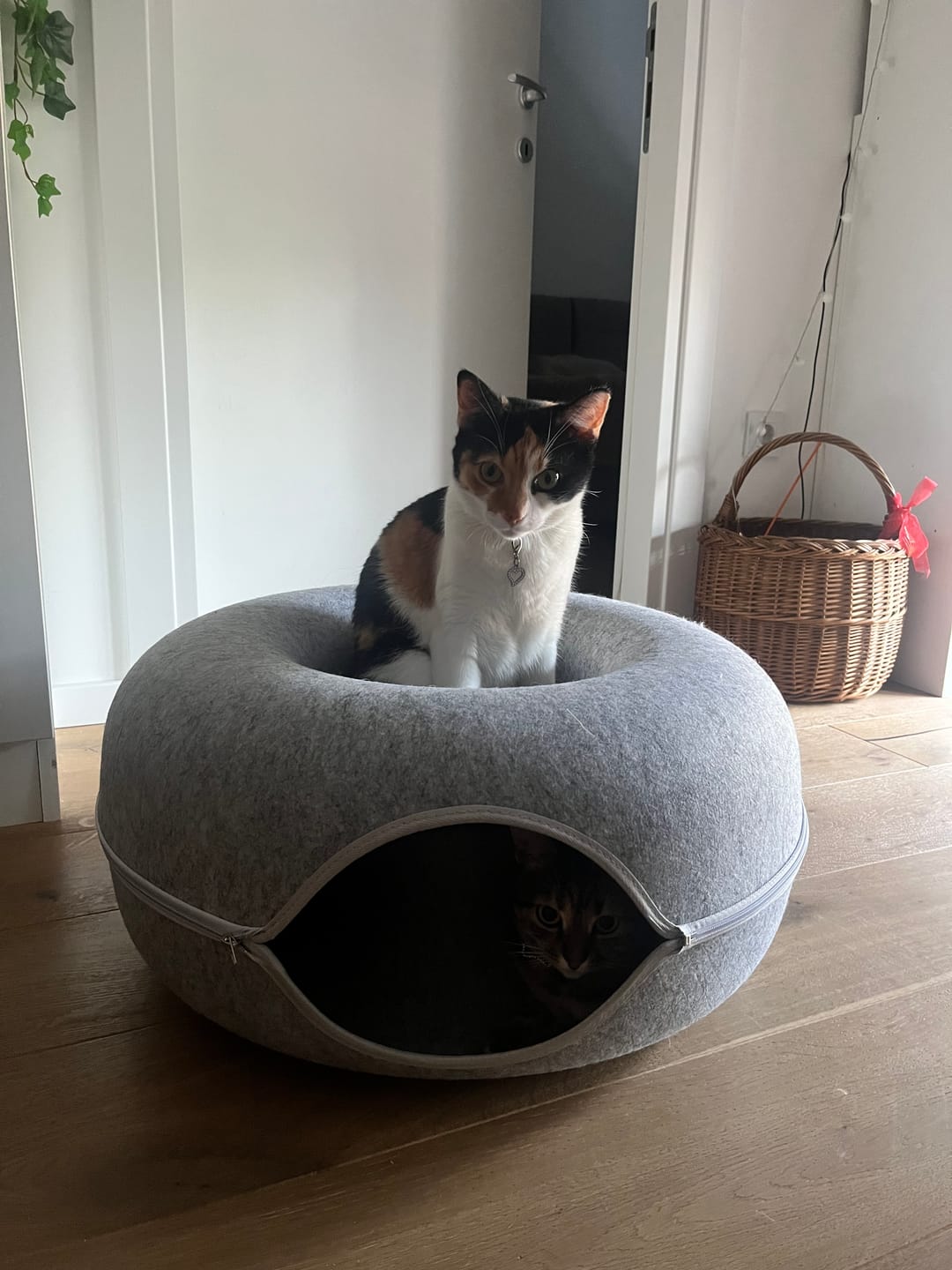 Customer photo review of Tunel Krevet za Mačke