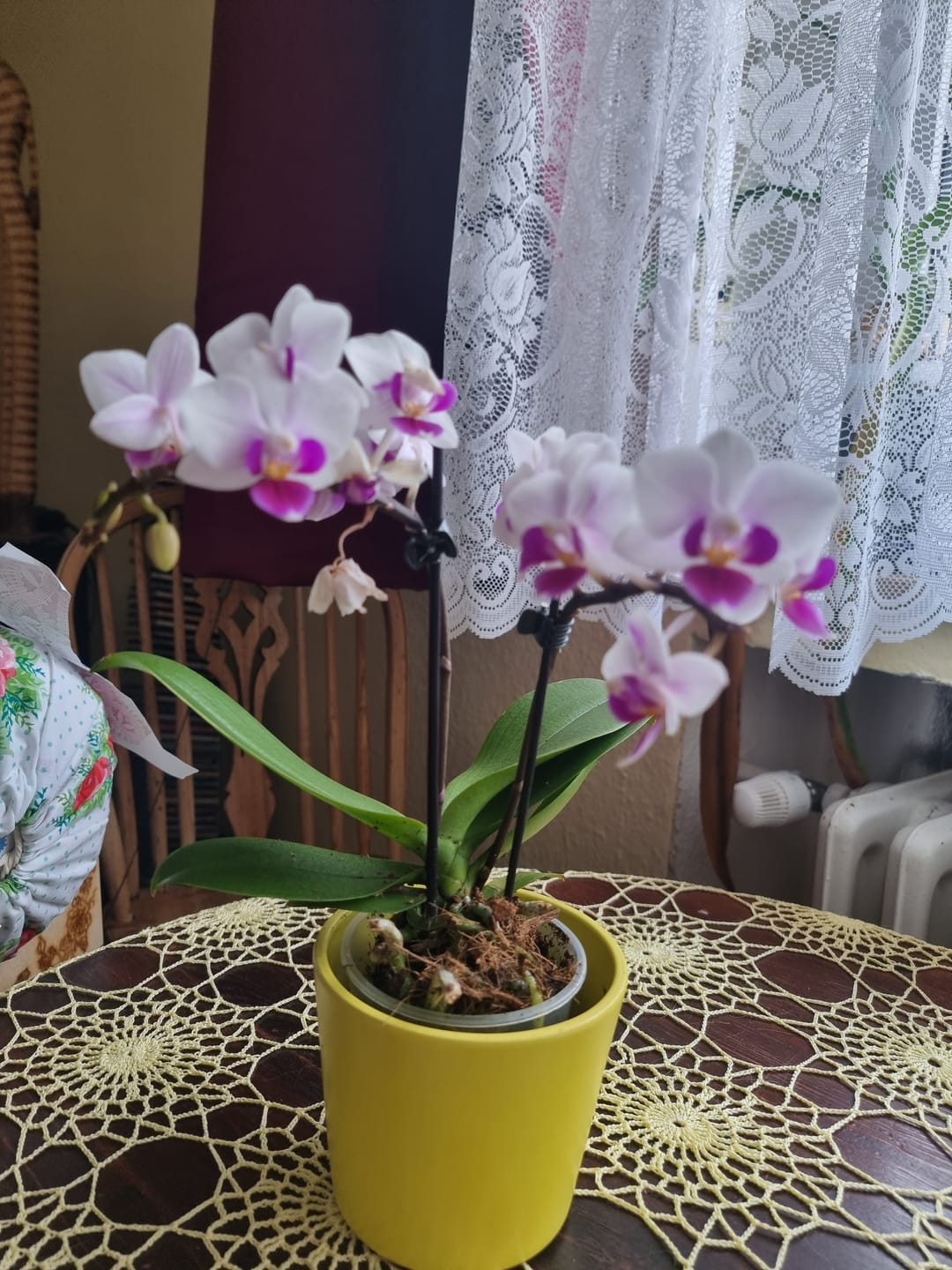Customer photo review of Table Dance Linz mit weißen Blüten und lila Lippe und 2+ Stielen
