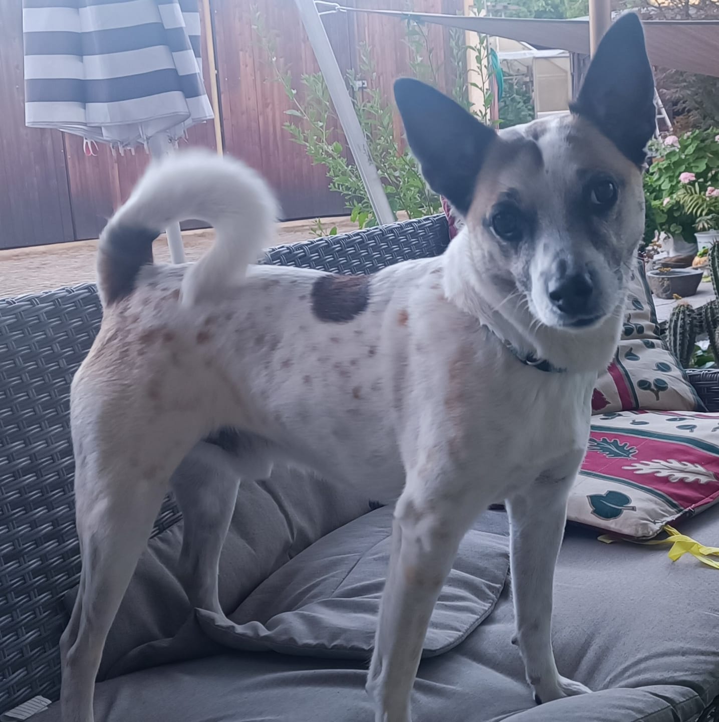 Customer photo review of Allergietest Pro Hund