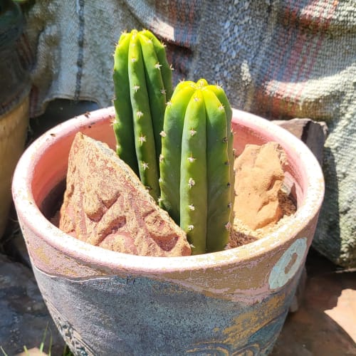 Customer photo review of San Pedro Cactus | Echinopsis (Trichocereus) pachanoi