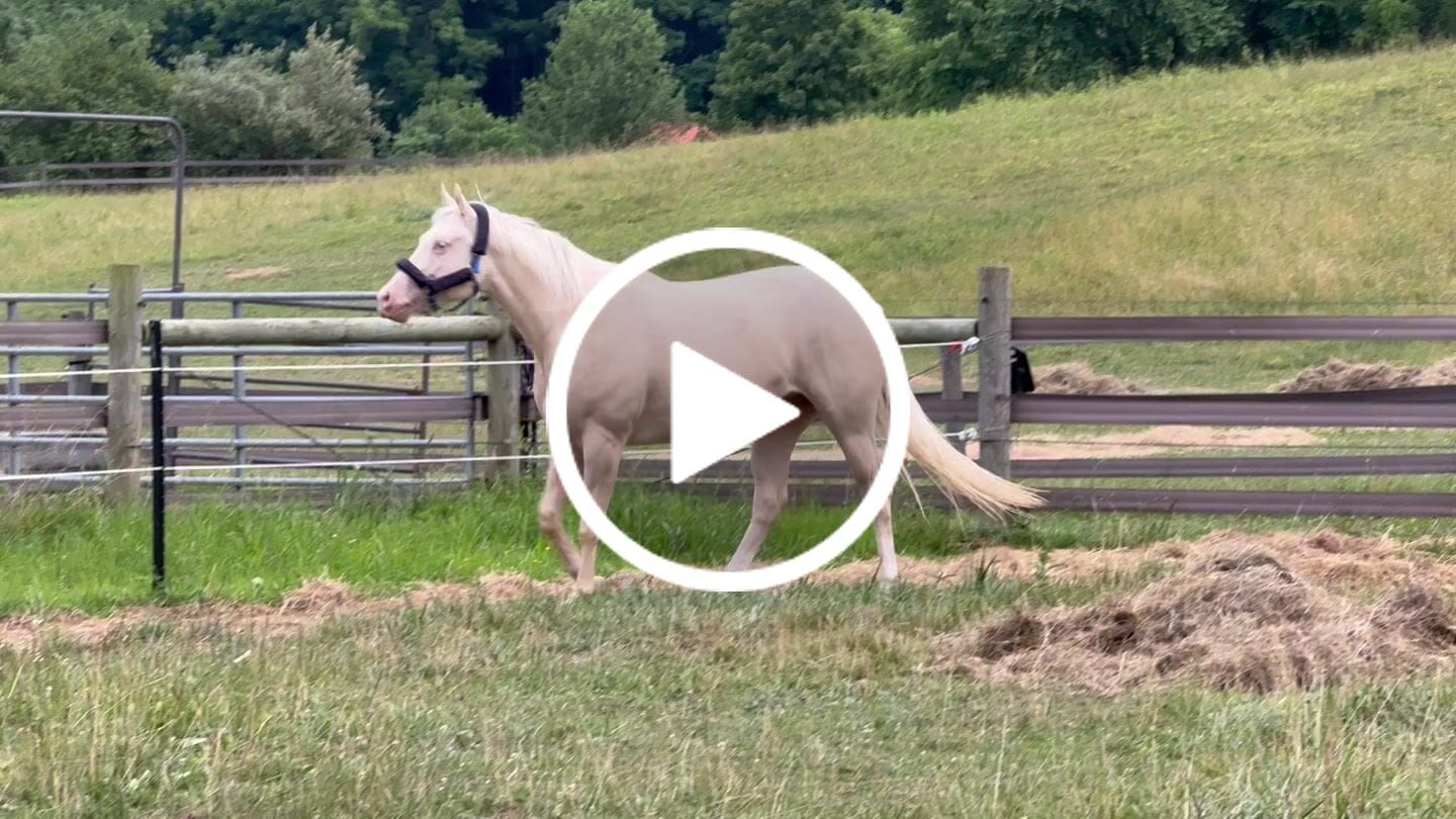 Customer video review of OptiWize Collagen +Plus Horse Joint Supplement