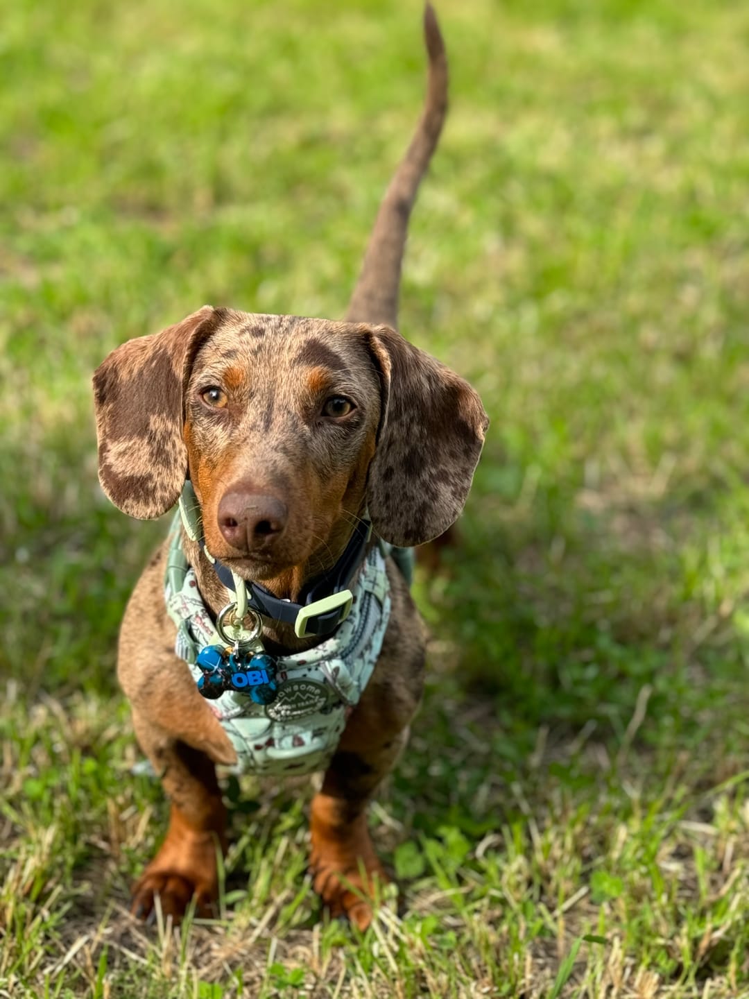 Customer photo review of Disney© Tough Trails™ Harness - 100 Aker Wood