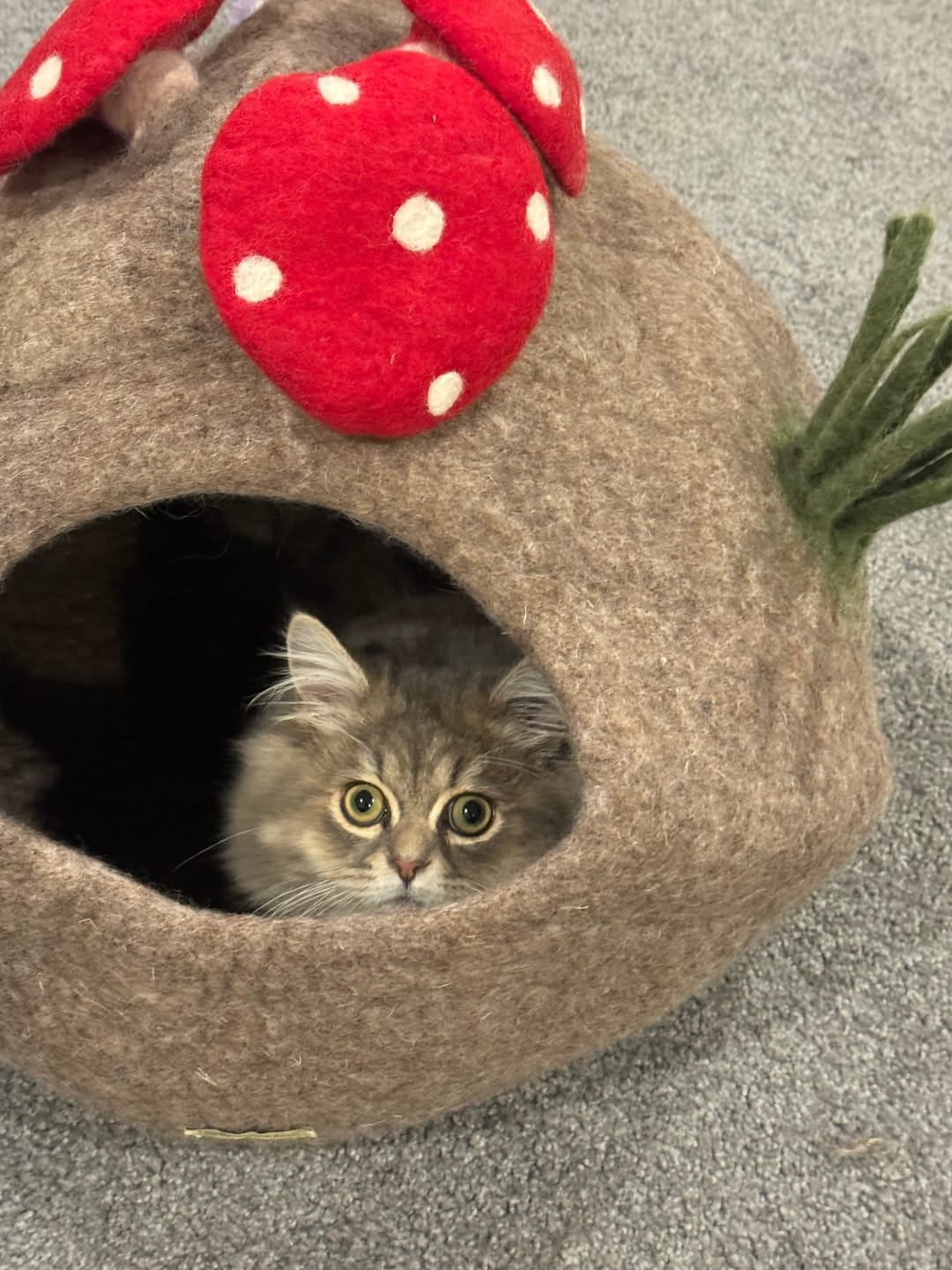 Customer photo review of Toadstool Cat Cave with Mouse Toy