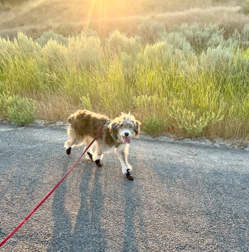 Customer photo review of Leather Dog Booties - Doccasins - 1 pair