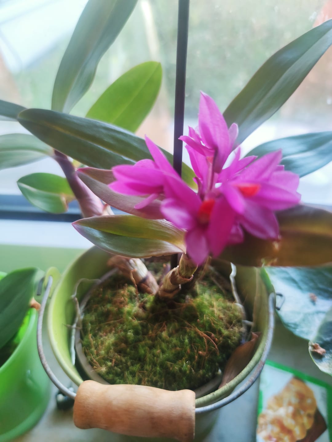 Customer photo review of Dendrobium Hibiki