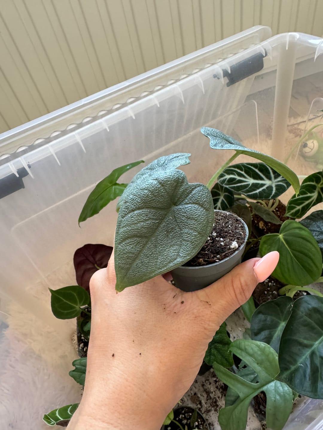 Customer photo review of ALOCASIA MELO