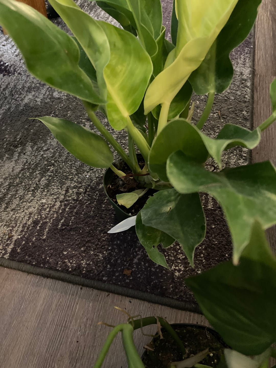 Customer photo review of Philodendron 'Moonlight'