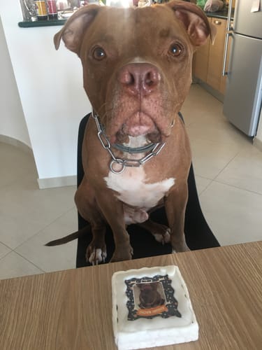 Customer photo review of Fotogenica 2 Torta Per Cani CON FOTO e NOME