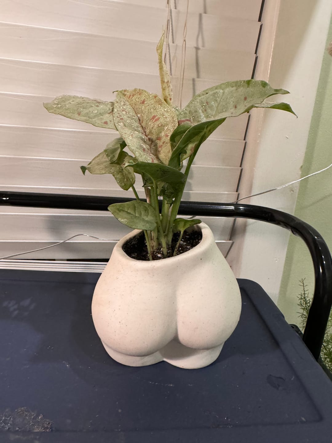 Customer photo review of Syngonium podophyllum 'Milk Confetti'