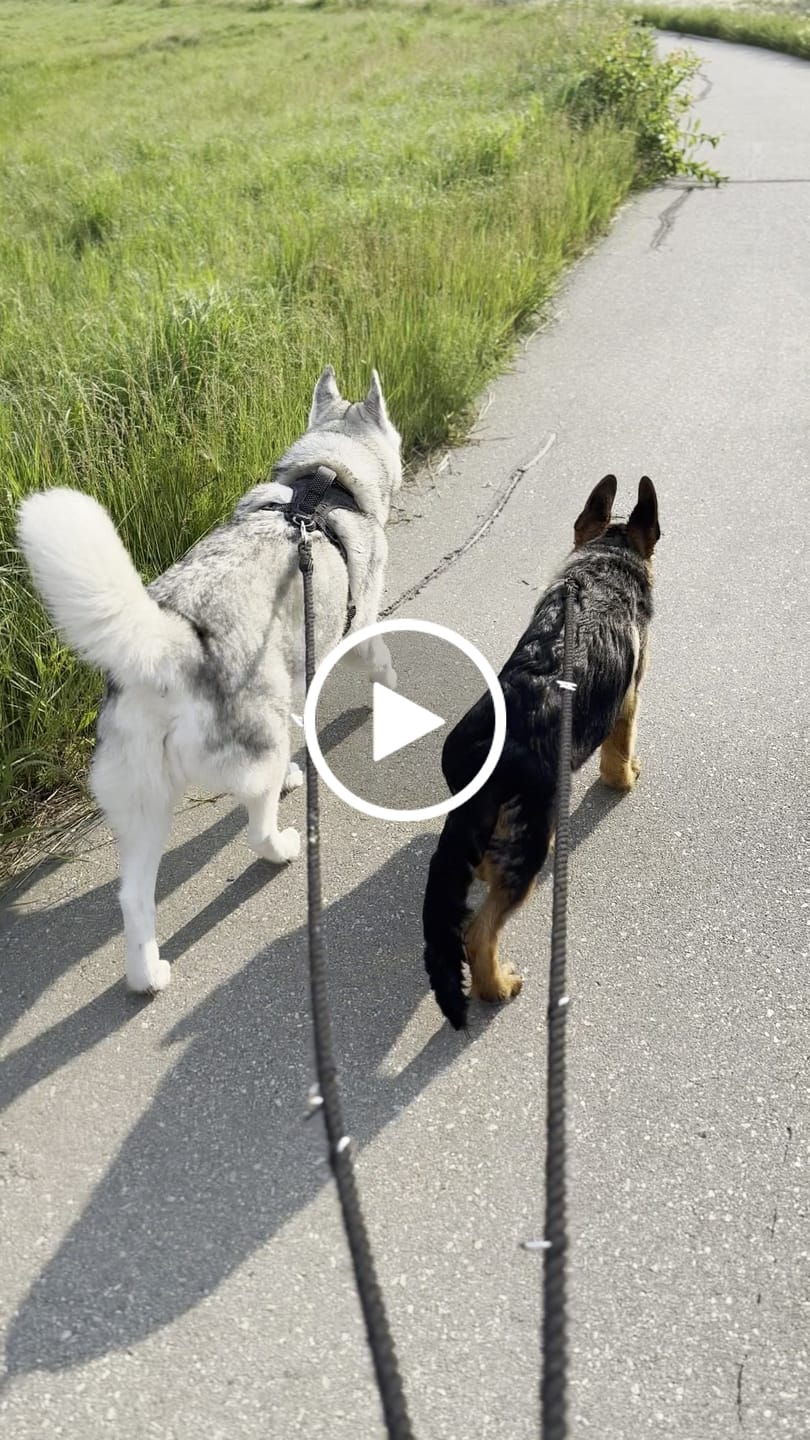 Customer video review of 6-IN-1 Hands Free Cotton Rope Dog Leash