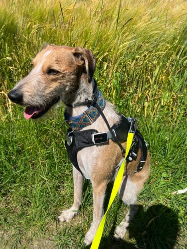 Customer photo review of Sighthound Escape Proof Harness