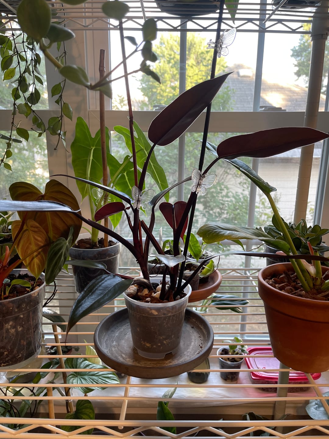 Customer photo review of Philodendron 'Bloody Mary'