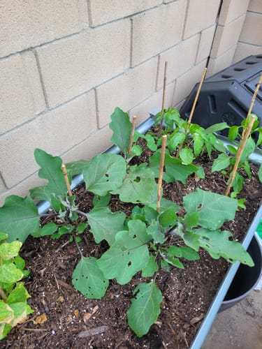 Customer photo review of Jewel Amethyst Eggplant Seeds