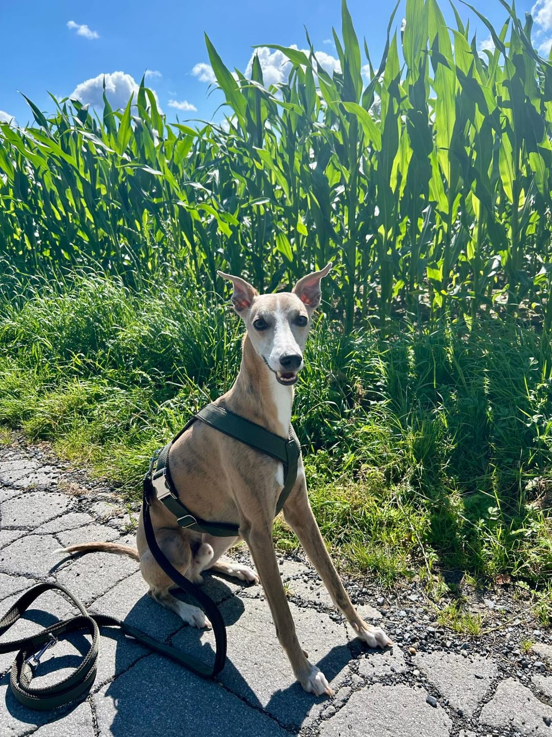 Customer photo review of Führungsleine 2,30m (3-fach verstellbar)