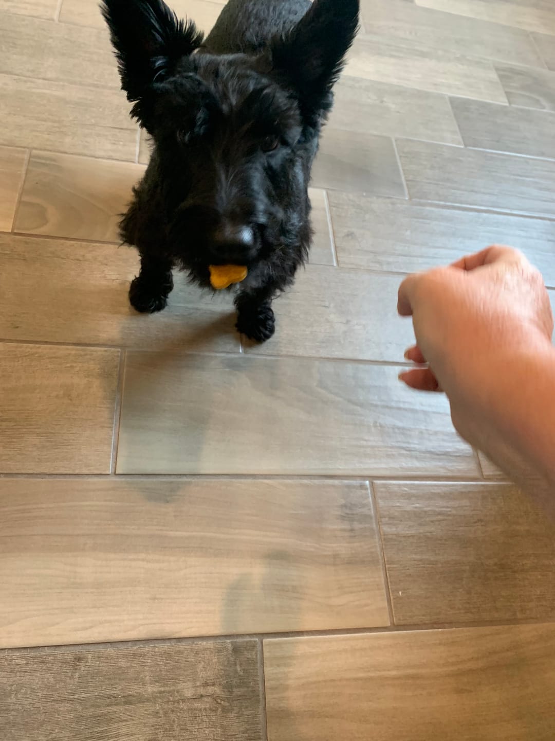 Customer photo review of Antler Pumpkin Biscuits