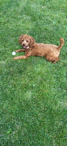 Customer photo review of Clean Earth Hard Chews - 100% Sustainable - USA Made