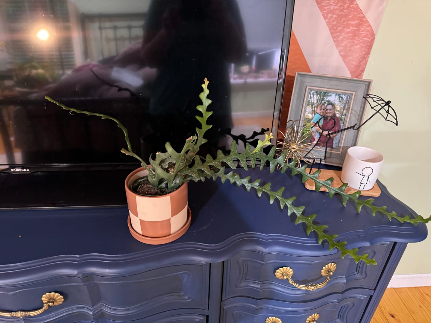 Customer photo review of Cactus Selenicereus anthonyanus "Ric-Rac"