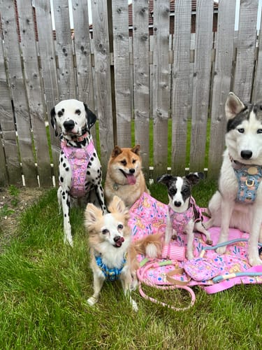 Customer photo review of Disney© Travel Mat - Nala