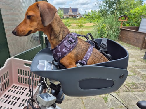 Customer photo review of Kvisp Dog Bike Carrier