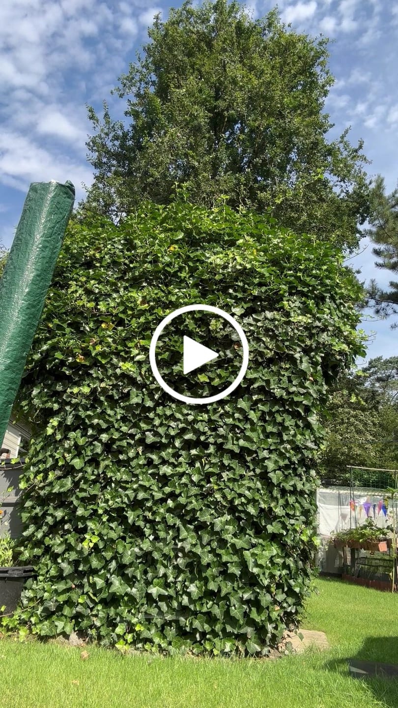Customer video review of Cordless Hedge Trimmer 18V 560mm