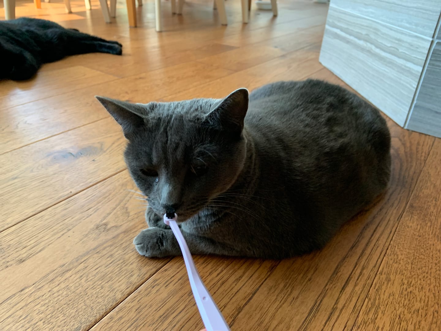 Customer photo review of RYERCAT Dual Sided Cat Toothbrush