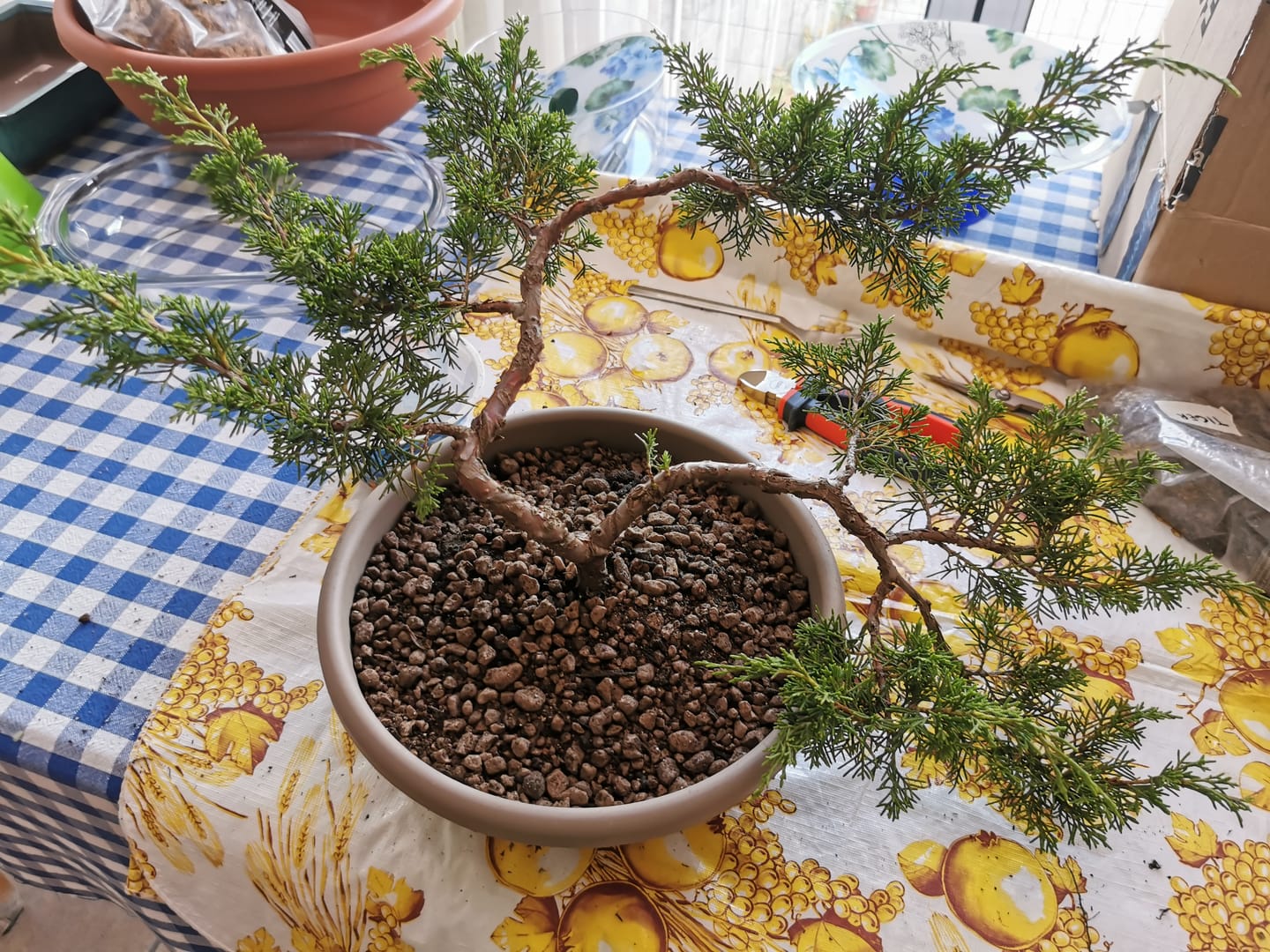Customer photo review of TIGER CB® (substrato premium ad alte prestazioni)