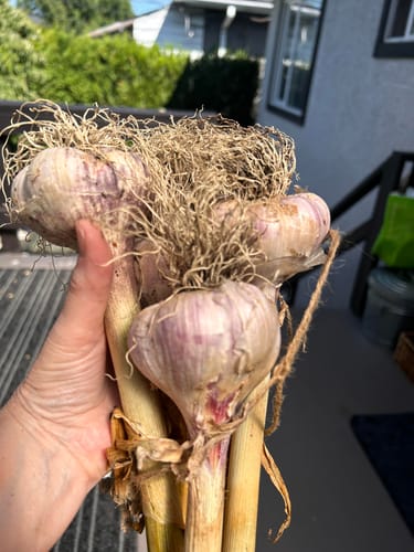 Customer photo review of PURE WORM CASTINGS