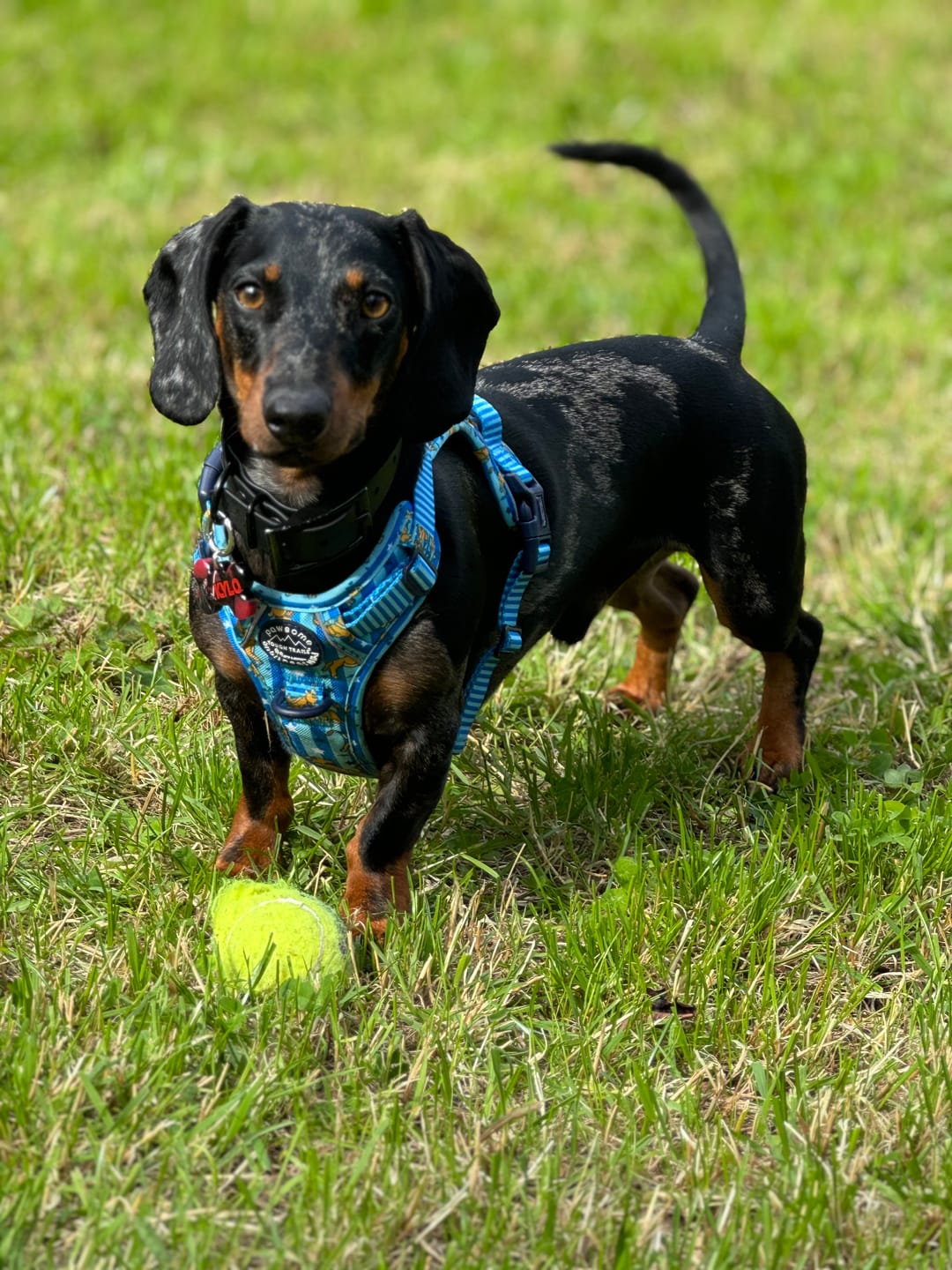 Customer photo review of Disney© Tough Trails™ Harness - Simba