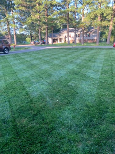 Customer photo review of GCI Turf Cool Blue Grass Seed