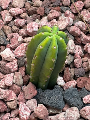 Customer photo review of San Pedro Cactus Cuttings | Echinopsis (Trichocereus) pachanoi Cuttings