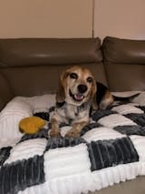 Customer photo review of Padded Furniture Protector