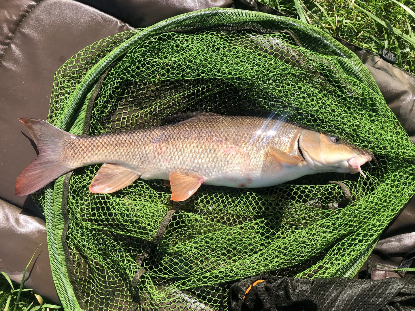 Customer photo review of RED PREMIUM SELECT PELLETS - ALLTECH COPPENS