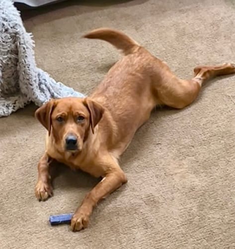 Customer photo review of BLUEBERRY YAK CHEWS